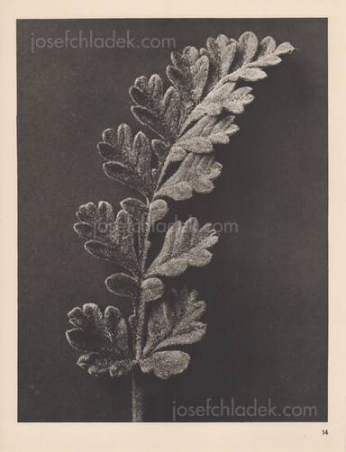 Sample page 4 for book  Karl Blossfeldt – Wundergarten der Natur. Neue Bilddokumente schöner Pflanzenformen