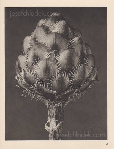 Sample page 5 for book  Karl Blossfeldt – Wundergarten der Natur. Neue Bilddokumente schöner Pflanzenformen