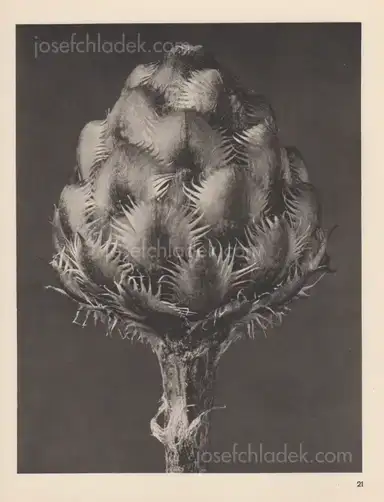 Sample page 16 for book "Blossfeldt, Karl – Karl Blossfeldt - Wundergarten der Natur. Neue Bilddokumente schöner Pflanzenformen" Sample page 16 for book "Blossfeldt, Karl – Karl Blossfeldt - Wundergarten der Natur. Neue Bilddokumente schöner Pflanzenformen"