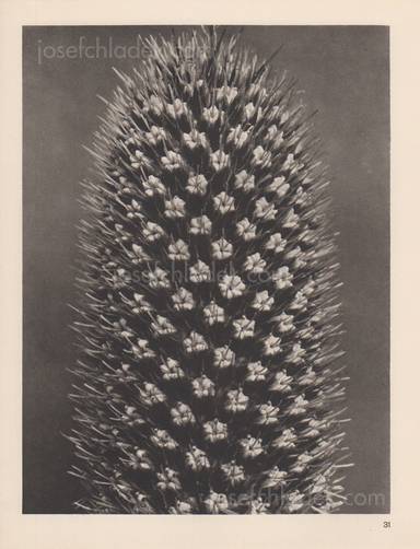 Sample page 6 for book  Karl Blossfeldt – Wundergarten der Natur. Neue Bilddokumente schöner Pflanzenformen