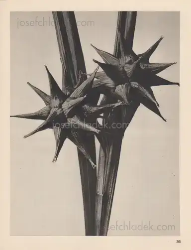 Sample page 14 for book "Blossfeldt, Karl – Karl Blossfeldt - Wundergarten der Natur. Neue Bilddokumente schöner Pflanzenformen" Sample page 14 for book "Blossfeldt, Karl – Karl Blossfeldt - Wundergarten der Natur. Neue Bilddokumente schöner Pflanzenformen"