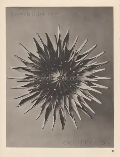 Sample page 13 for book "Blossfeldt, Karl – Karl Blossfeldt - Wundergarten der Natur. Neue Bilddokumente schöner Pflanzenformen" Sample page 13 for book "Blossfeldt, Karl – Karl Blossfeldt - Wundergarten der Natur. Neue Bilddokumente schöner Pflanzenformen"