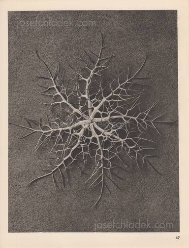 Sample page 12 for book "Blossfeldt, Karl – Karl Blossfeldt - Wundergarten der Natur. Neue Bilddokumente schöner Pflanzenformen" Sample page 12 for book "Blossfeldt, Karl – Karl Blossfeldt - Wundergarten der Natur. Neue Bilddokumente schöner Pflanzenformen"