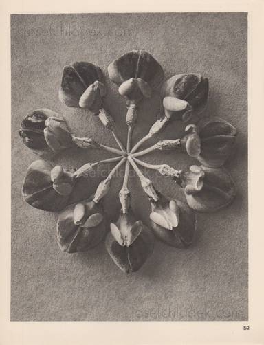 Sample page 10 for book  Karl Blossfeldt – Wundergarten der Natur. Neue Bilddokumente schöner Pflanzenformen