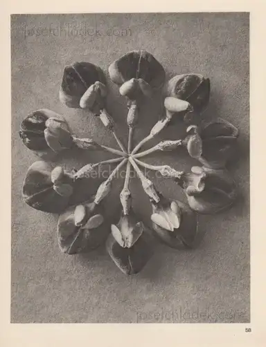 Sample page 11 for book "Blossfeldt, Karl – Karl Blossfeldt - Wundergarten der Natur. Neue Bilddokumente schöner Pflanzenformen" Sample page 11 for book "Blossfeldt, Karl – Karl Blossfeldt - Wundergarten der Natur. Neue Bilddokumente schöner Pflanzenformen"