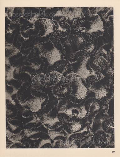 Sample page 11 for book  Karl Blossfeldt – Wundergarten der Natur. Neue Bilddokumente schöner Pflanzenformen