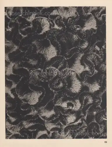 Sample page 10 for book "Blossfeldt, Karl – Karl Blossfeldt - Wundergarten der Natur. Neue Bilddokumente schöner Pflanzenformen" Sample page 10 for book "Blossfeldt, Karl – Karl Blossfeldt - Wundergarten der Natur. Neue Bilddokumente schöner Pflanzenformen"