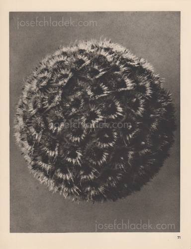 Sample page 12 for book  Karl Blossfeldt – Wundergarten der Natur. Neue Bilddokumente schöner Pflanzenformen