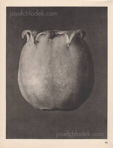 Sample page 8 for book "Blossfeldt, Karl – Karl Blossfeldt - Wundergarten der Natur. Neue Bilddokumente schöner Pflanzenformen" Sample page 8 for book "Blossfeldt, Karl – Karl Blossfeldt - Wundergarten der Natur. Neue Bilddokumente schöner Pflanzenformen"