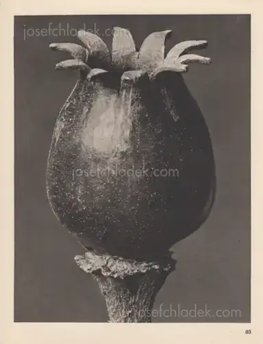 Sample page 7 for book "Blossfeldt, Karl – Karl Blossfeldt - Wundergarten der Natur. Neue Bilddokumente schöner Pflanzenformen" Sample page 7 for book "Blossfeldt, Karl – Karl Blossfeldt - Wundergarten der Natur. Neue Bilddokumente schöner Pflanzenformen"