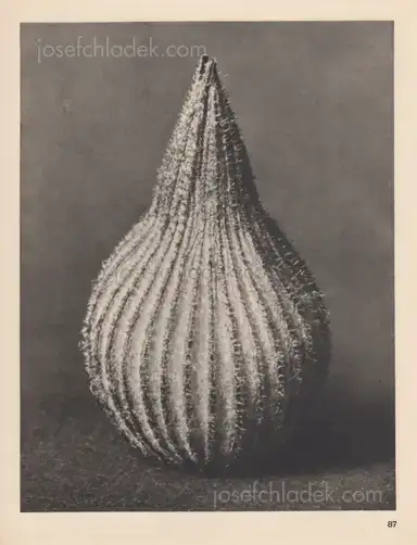 Sample page 6 for book "Blossfeldt, Karl – Karl Blossfeldt - Wundergarten der Natur. Neue Bilddokumente schöner Pflanzenformen" Sample page 6 for book "Blossfeldt, Karl – Karl Blossfeldt - Wundergarten der Natur. Neue Bilddokumente schöner Pflanzenformen"