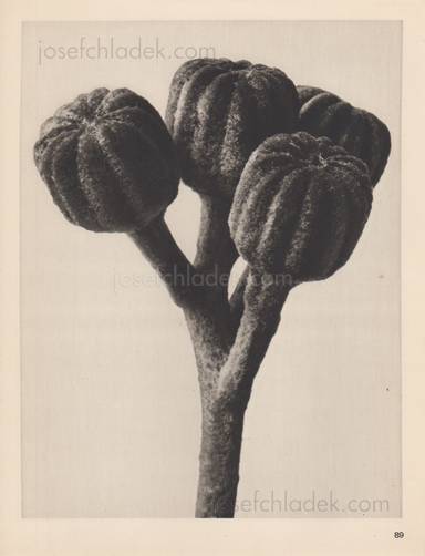 Sample page 16 for book  Karl Blossfeldt – Wundergarten der Natur. Neue Bilddokumente schöner Pflanzenformen