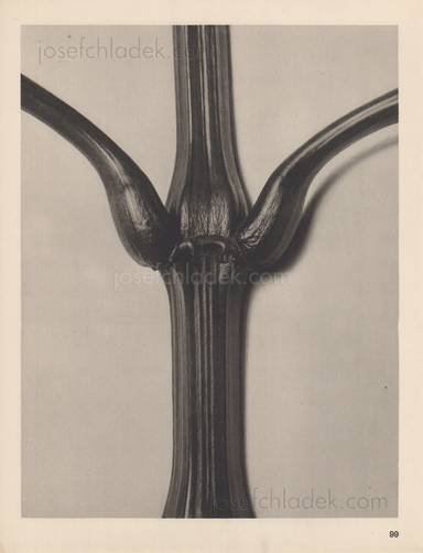 Sample page 17 for book  Karl Blossfeldt – Wundergarten der Natur. Neue Bilddokumente schöner Pflanzenformen