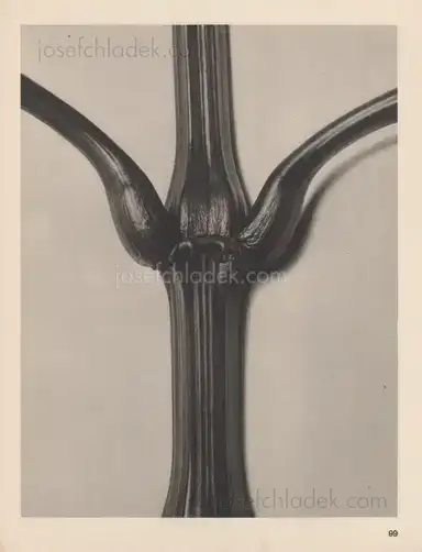 Sample page 4 for book "Blossfeldt, Karl – Karl Blossfeldt - Wundergarten der Natur. Neue Bilddokumente schöner Pflanzenformen" Sample page 4 for book "Blossfeldt, Karl – Karl Blossfeldt - Wundergarten der Natur. Neue Bilddokumente schöner Pflanzenformen"