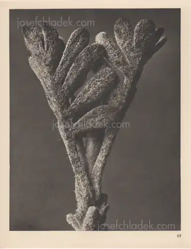 Sample page 2 for book "Blossfeldt, Karl – Karl Blossfeldt - Wundergarten der Natur. Neue Bilddokumente schöner Pflanzenformen" Sample page 2 for book "Blossfeldt, Karl – Karl Blossfeldt - Wundergarten der Natur. Neue Bilddokumente schöner Pflanzenformen"