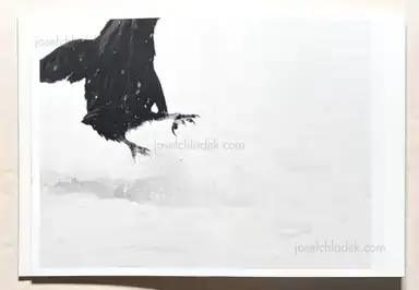 Sample page 12 for book "Boehm, Angela – Angela Boehm - Minus Thirty" Sample page 12 for book "Boehm, Angela – Angela Boehm - Minus Thirty"