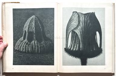 Sample page 3 for book  Karl Blossfeldt – Urformen der Kunst