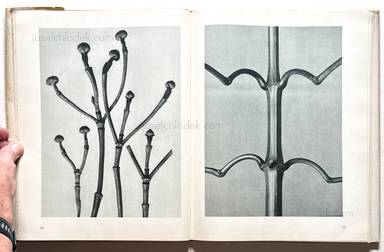 Sample page 4 for book  Karl Blossfeldt – Urformen der Kunst