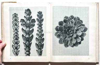 Sample page 5 for book  Karl Blossfeldt – Urformen der Kunst