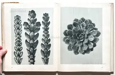 Sample page 11 for book "Blossfeldt, Karl – Karl Blossfeldt - Urformen der Kunst (3rd edition)" Sample page 11 for book "Blossfeldt, Karl – Karl Blossfeldt - Urformen der Kunst (3rd edition)"