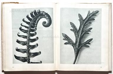 Sample page 6 for book  Karl Blossfeldt – Urformen der Kunst