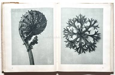 Sample page 7 for book  Karl Blossfeldt – Urformen der Kunst