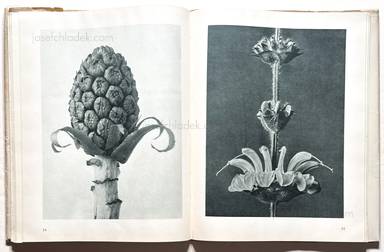 Sample page 8 for book  Karl Blossfeldt – Urformen der Kunst