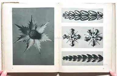 Sample page 7 for book "Blossfeldt, Karl – Karl Blossfeldt - Urformen der Kunst (3rd edition)" Sample page 7 for book "Blossfeldt, Karl – Karl Blossfeldt - Urformen der Kunst (3rd edition)"