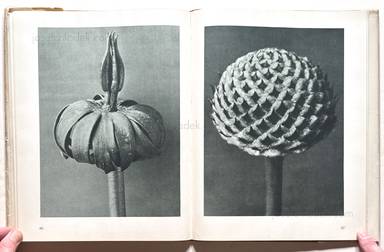 Sample page 10 for book  Karl Blossfeldt – Urformen der Kunst