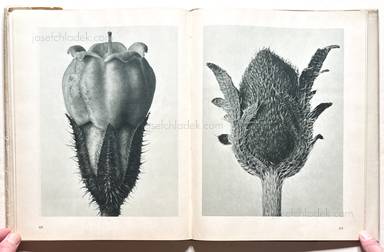 Sample page 11 for book  Karl Blossfeldt – Urformen der Kunst