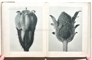 Sample page 5 for book "Blossfeldt, Karl – Karl Blossfeldt - Urformen der Kunst (3rd edition)" Sample page 5 for book "Blossfeldt, Karl – Karl Blossfeldt - Urformen der Kunst (3rd edition)"