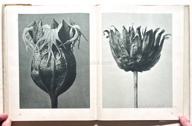 Sample page 12 for book  Karl Blossfeldt – Urformen der Kunst