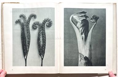 Sample page 13 for book  Karl Blossfeldt – Urformen der Kunst