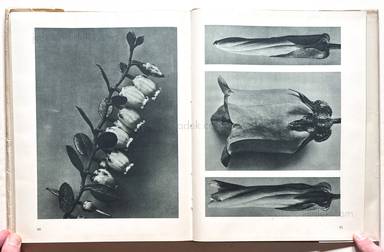 Sample page 14 for book  Karl Blossfeldt – Urformen der Kunst