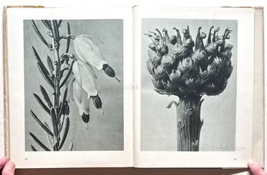 Sample page 15 for book  Karl Blossfeldt – Urformen der Kunst