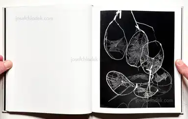 Sample page 10 for book "Guilmoth, Pia Paulina – Paul Guilmoth - At Night Gardens Grow" Sample page 10 for book "Guilmoth, Pia Paulina – Paul Guilmoth - At Night Gardens Grow"