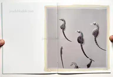 Sample page 8 for book "Anzenberger, Regina – Regina Anzenberger - The Australian Journey" Sample page 8 for book "Anzenberger, Regina – Regina Anzenberger - The Australian Journey"