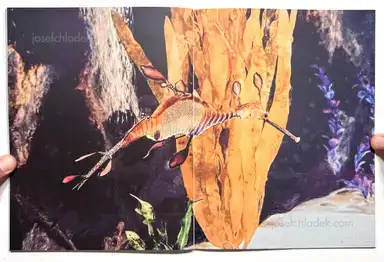 Sample page 5 for book "Anzenberger, Regina – Regina Anzenberger - The Australian Journey" Sample page 5 for book "Anzenberger, Regina – Regina Anzenberger - The Australian Journey"