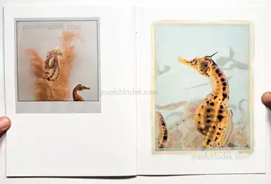 Sample page 3 for book "Anzenberger, Regina – Regina Anzenberger - The Australian Journey" Sample page 3 for book "Anzenberger, Regina – Regina Anzenberger - The Australian Journey"