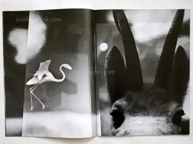 Sample page 6 for book "Brittan, Philip J – Philip J Brittan - Natural History" Sample page 6 for book "Brittan, Philip J – Philip J Brittan - Natural History"