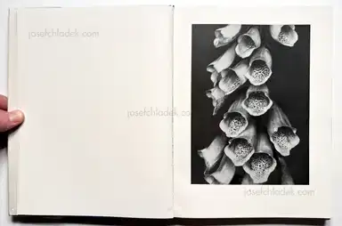 Sample page 51 for book "Renger-Patzsch, Albert – Albert Renger-Patzsch - Die Welt ist schön. Einhundert photographische Aufnahmen." Sample page 51 for book "Renger-Patzsch, Albert – Albert Renger-Patzsch - Die Welt ist schön. Einhundert photographische Aufnahmen."