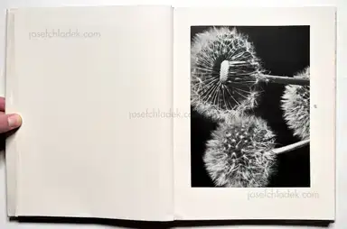 Sample page 45 for book "Renger-Patzsch, Albert – Albert Renger-Patzsch - Die Welt ist schön. Einhundert photographische Aufnahmen." Sample page 45 for book "Renger-Patzsch, Albert – Albert Renger-Patzsch - Die Welt ist schön. Einhundert photographische Aufnahmen."