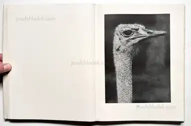 Sample page 43 for book "Renger-Patzsch, Albert – Albert Renger-Patzsch - Die Welt ist schön. Einhundert photographische Aufnahmen." Sample page 43 for book "Renger-Patzsch, Albert – Albert Renger-Patzsch - Die Welt ist schön. Einhundert photographische Aufnahmen."