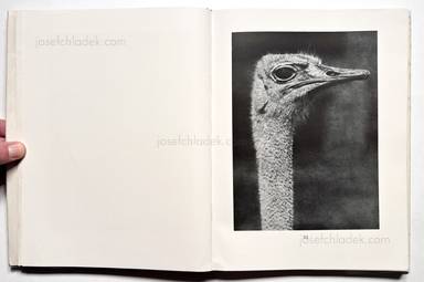 Sample page 9 for book Albert  Renger-Patzsch &ndash; Die Welt ist sch&ouml;n. Einhundert photographische Aufnahmen.