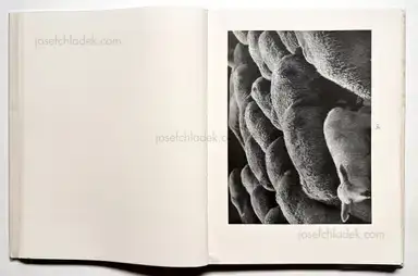 Sample page 40 for book "Renger-Patzsch, Albert – Albert Renger-Patzsch - Die Welt ist schön. Einhundert photographische Aufnahmen." Sample page 40 for book "Renger-Patzsch, Albert – Albert Renger-Patzsch - Die Welt ist schön. Einhundert photographische Aufnahmen."