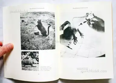 Sample page 2 for book "Fontcuberta, Joan / Formiguera, Pere – Joan Fontcuberta and Pere Formiguera - Dr. Ameisenhaufen's Fauna" Sample page 2 for book "Fontcuberta, Joan / Formiguera, Pere – Joan Fontcuberta and Pere Formiguera - Dr. Ameisenhaufen's Fauna"