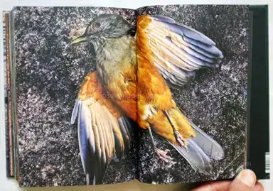 Sample page 3 for book "Rio Branco, Miguel – Miguel Rio Branco - Você Está Feliz?" Sample page 3 for book "Rio Branco, Miguel – Miguel Rio Branco - Você Está Feliz?"