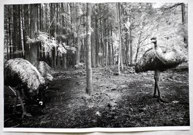 Sample page 2 for book  Hisako Sakurai – Dromaius-鳥