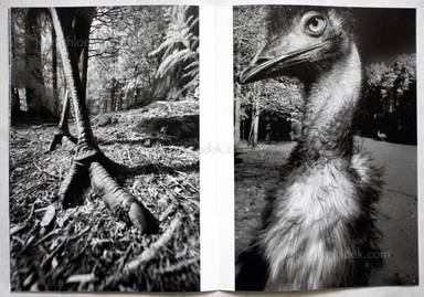 Sample page 3 for book  Hisako Sakurai – Dromaius-鳥