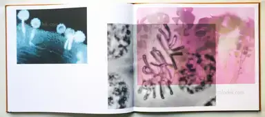 Sample page 6 for book "Jansen, Jos – Jos Jansen - Seeds - On the Origin of Food Crops" Sample page 6 for book "Jansen, Jos – Jos Jansen - Seeds - On the Origin of Food Crops"